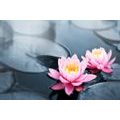 SELF ADHESIVE WALL MURAL LOTUS FLOWER IN THE LAKE - SELF-ADHESIVE WALLPAPERS - WALLPAPERS