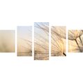 5-PIECE CANVAS PRINT DANDELION IN A FIELD AT SUNRISE - PICTURES FLOWERS - PICTURES