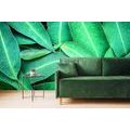 SELF ADHESIVE WALL MURAL EUCALYPTUS LEAVES - SELF-ADHESIVE WALLPAPERS - WALLPAPERS