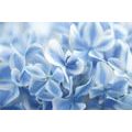 WALL MURAL HEAVENLY HYDRANGEA FLOWERS - WALLPAPERS FLOWERS - WALLPAPERS