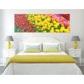 CANVAS PRINT GARDEN FULL OF TULIPS - PICTURES FLOWERS - PICTURES