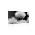 CANVAS PRINT BLACK AND WHITE DANDELION - BLACK AND WHITE PICTURES - PICTURES