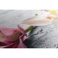 CANVAS PRINT TWO COLORFUL ORCHID FLOWERS - PICTURES FLOWERS - PICTURES