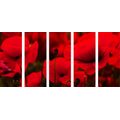 5-PIECE CANVAS PRINT FIELD OF WILD POPPIES - PICTURES FLOWERS{% if product.category.pathNames[0] != product.category.name %} - PICTURES{% endif %}