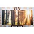 WANDBILD IN SONNENLICHT GETAUCHTER WALD - BILDER VON NATUR UND LANDSCHAFT - BILDER