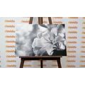 CANVAS PRINT LILY FLOWER ON AN ABSTRACT BACKGROUND IN BLACK AND WHITE - BLACK AND WHITE PICTURES - PICTURES