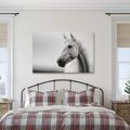WANDBILD WEISSES PFERD IM NEBEL - BILDER VON PFERDEN - BILDER