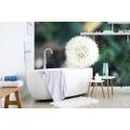 SELF ADHESIVE WALL MURAL FLUFFY DANDELION HAT - SELF-ADHESIVE WALLPAPERS - WALLPAPERS