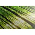 CANVAS PRINT LUSH GREEN FOREST - PICTURES OF NATURE AND LANDSCAPE{% if product.category.pathNames[0] != product.category.name %} - PICTURES{% endif %}