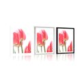 POSTER MIT PASSEPARTOUT ROTE FELDTULPEN - BLUMEN - POSTER