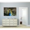 CANVAS PRINT PEACOCK IN BEAUTIFUL COLORING - PICTURES OF ANIMALS - PICTURES