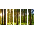 5-PIECE CANVAS PRINT MORNING IN THE FOREST - PICTURES OF NATURE AND LANDSCAPE - PICTURES