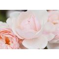 CANVAS PRINT FULL OF ROSES - PICTURES FLOWERS - PICTURES