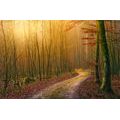 SELF ADHESIVE WALL MURAL PATH TO THE FOREST - SELF-ADHESIVE WALLPAPERS - WALLPAPERS