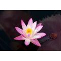 WALLPAPER PINK WATER LILY - WALLPAPERS FLOWERS - WALLPAPERS