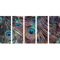 5-PIECE CANVAS PRINT PEACOCK FEATHER - STILL LIFE PICTURES - PICTURES