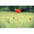 WALL MURAL LONELY POPPY - WALLPAPERS FLOWERS - WALLPAPERS