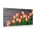 CANVAS PRINT CHARMING ORANGE TULIPS ON A WOODEN BACKGROUND - PICTURES FLOWERS - PICTURES