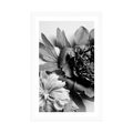 POSTER WITH MOUNT PEONIES IN BLACK AND WHITE - BLACK AND WHITE - POSTERS