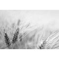 WALL MURAL WHEAT FIELD IN BLACK AND WHITE - BLACK AND WHITE WALLPAPERS - WALLPAPERS