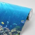 SELF ADHESIVE WALLPAPER TROPICAL FISH - SELF-ADHESIVE WALLPAPERS - WALLPAPERS