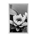 POSTER LOTUS FLOWER IN THE LAKE IN BLACK AND WHITE - BLACK AND WHITE - POSTERS