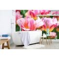 SELF ADHESIVE WALL MURAL MEADOW OF PINK TULIPS - SELF-ADHESIVE WALLPAPERS - WALLPAPERS