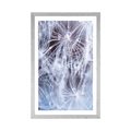 POSTER WITH MOUNT MACRO DANDELION - FLOWERS - POSTERS