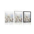 POSTER ARCTIC COTTON FLOWERS - FLOWERS - POSTERS