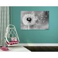 CANVAS PRINT MAGICAL DANDELION IN BLACK AND WHITE - BLACK AND WHITE PICTURES - PICTURES