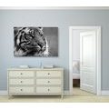 WANDBILD BENGAL-TIGER IN SCHWARZ-WEISS - SCHWARZ-WEISSE BILDER - BILDER