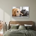 WANDBILD FREUNDSCHAFT ZWISCHEN HUND UND KATZE - BILDER TIERE - BILDER
