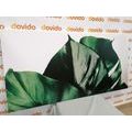 WANDBILD MONSTERA-BLATT - STILLLEBEN-BILDER - BILDER