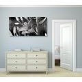 CANVAS PRINT LILY BLOSSOM IN BLACK AND WHITE - BLACK AND WHITE PICTURES - PICTURES