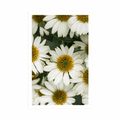 POSTER MEDICINAL CHAMOMILE FLOWERS - FLOWERS - POSTERS