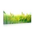 CANVAS PRINT GRASS BLADES IN GREEN DESIGN - PICTURES - 🔥 TOTAL SALE 🔥