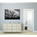 CANVAS PRINT BLACK AND WHITE TREE ON THE MEADOW - BLACK AND WHITE PICTURES - PICTURES