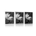 POSTER GENTLE LOTUS FLOWER IN BLACK AND WHITE - BLACK AND WHITE - POSTERS