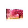 CANVAS PRINT ENCHANTING BLOOMING CHERRY TREES - PICTURES OF NATURE AND LANDSCAPE{% if product.category.pathNames[0] != product.category.name %} - PICTURES{% endif %}