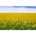 CANVAS PRINT YELLOW FIELD - PICTURES OF NATURE AND LANDSCAPE - PICTURES