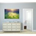 CANVAS PRINT MEADOW DEW - PICTURES OF NATURE AND LANDSCAPE - PICTURES