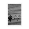 POSTER SEASHELLS ON A SANDY BEACH IN BLACK AND WHITE - BLACK AND WHITE - POSTERS