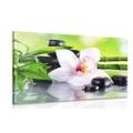 WANDBILD JAPANISCHE ORCHIDEE - BILDER MIT FENG SHUI-MOTIVEN - BILDER