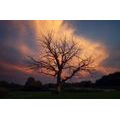 FOTOTAPETE SCHÖNER BAUM AUF DER WIESE - TAPETEN MIT NATURMOTIVEN - TAPETEN