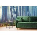 FOTOTAPETA TAJEMNÝ LES - TAPETY PŘÍRODA - TAPETY