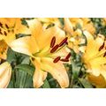 CANVAS PRINT YELLOW LILY - PICTURES FLOWERS - PICTURES