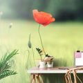WALL MURAL LONELY POPPY - WALLPAPERS FLOWERS - WALLPAPERS