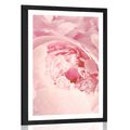 POSTER WITH MOUNT FLOWER PETALS - FLOWERS - POSTERS