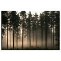 TABLEAU SUR TOILE – FORÊT DE PINS BRUMEUSE À L’AUBE - TABLEAUX FORÊT - TABLEAUX