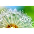 WALLPAPER BEAUTIFUL DETAIL OF A DANDELION - WALLPAPERS FLOWERS - WALLPAPERS